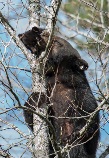 Mama bear with cub