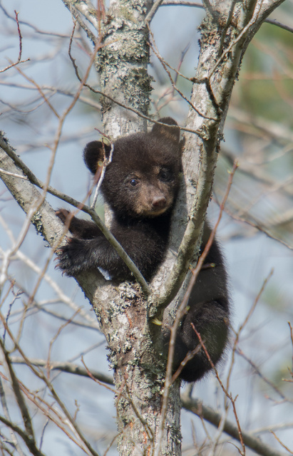 Cubby up in the tree