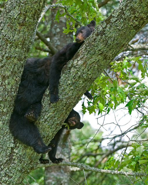 Mom with yearlings in tree
