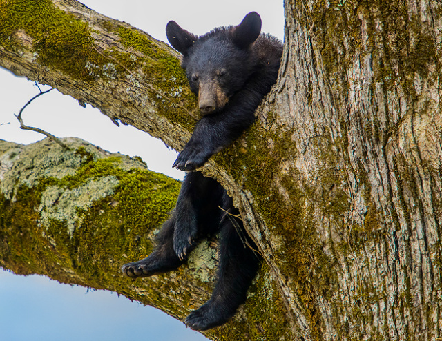 Sleeping Yearling