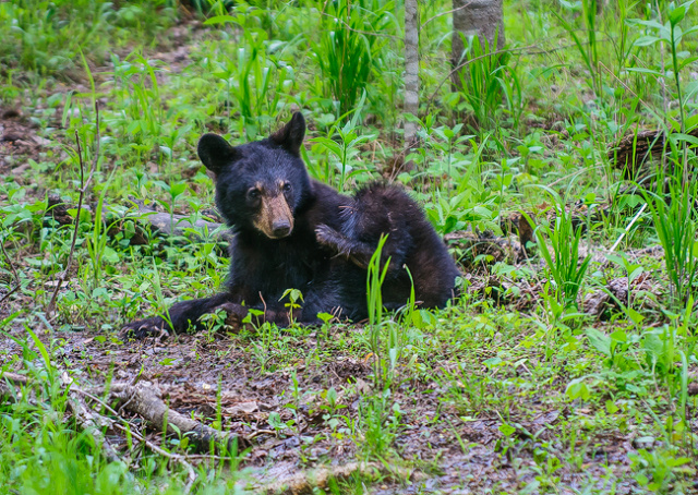 Cub playing in the mud