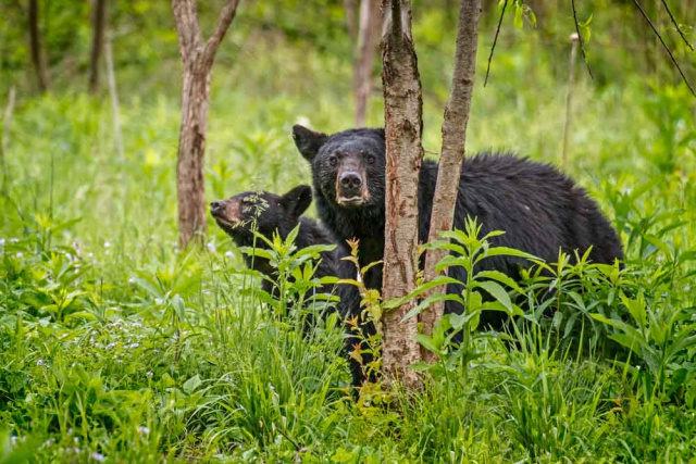 Mama and cub