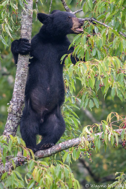 Standing out on a limb.