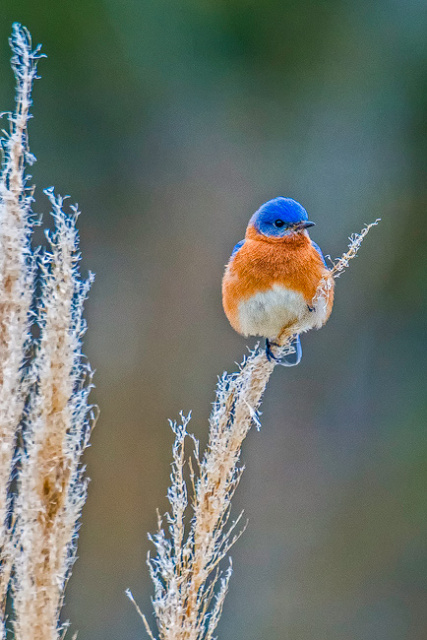 Male Bluebird