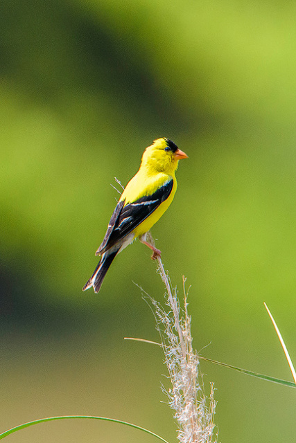 American Goldfinch