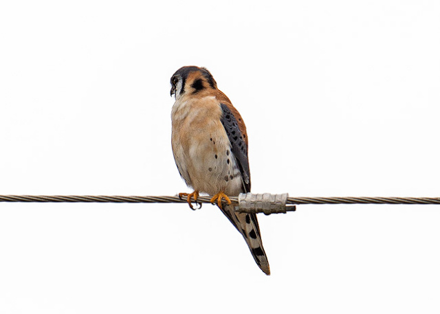 American Kestrel