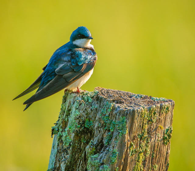 Tree Swallow