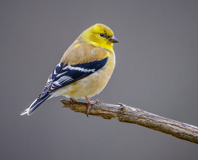 Pine Warbler