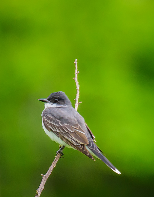 Eastern Kingbird