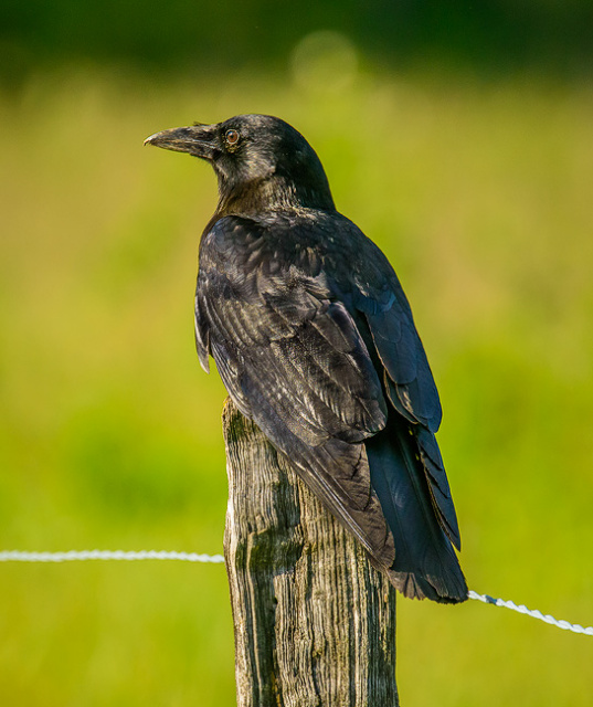 American Crow