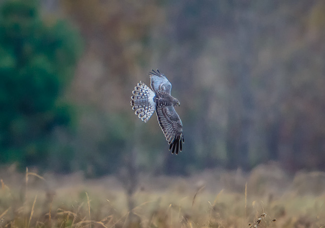 Northern Harrier