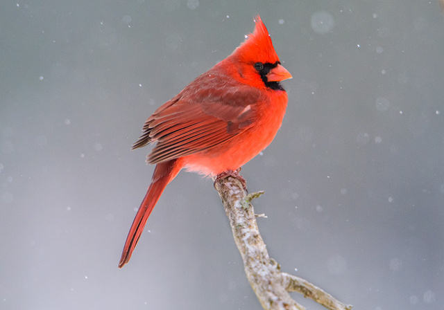 Male Cardinal