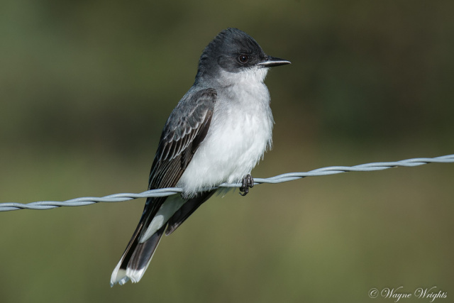 Eastern Kingbird