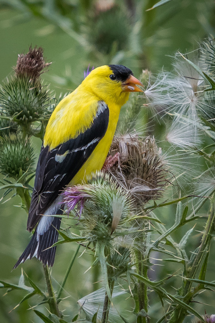 "Male Gold Finch"