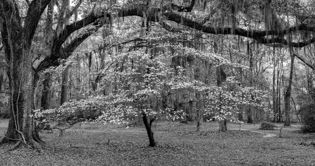 "Quite light over the Dogwoods"