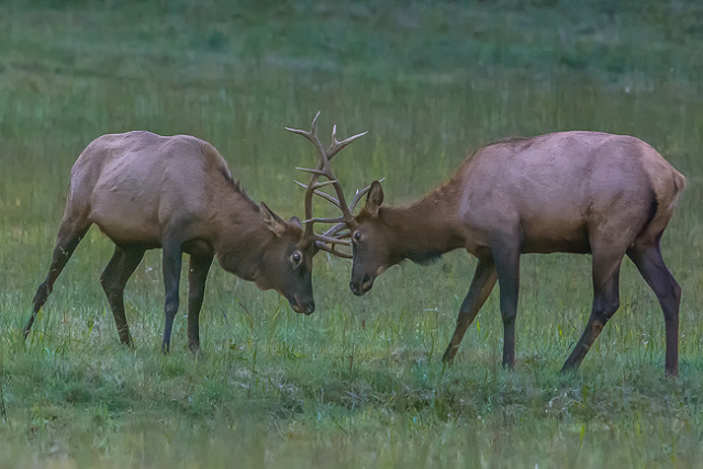 Young Bulls sparring