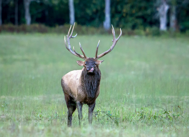 Bull Elk