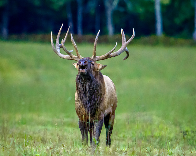 Bull Elk