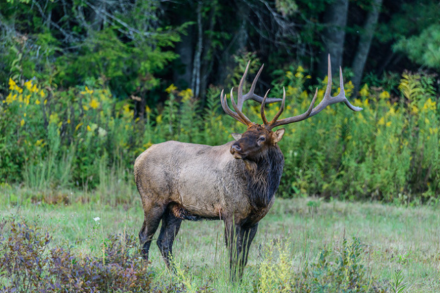 Bull Elk