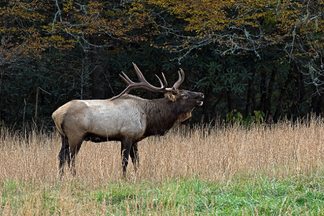 Bull Elk