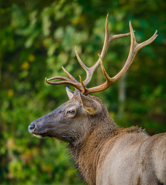Elk Close-up