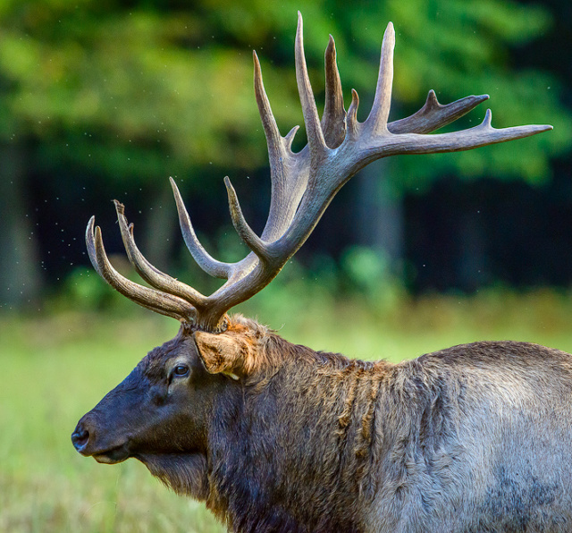 Elk up close.