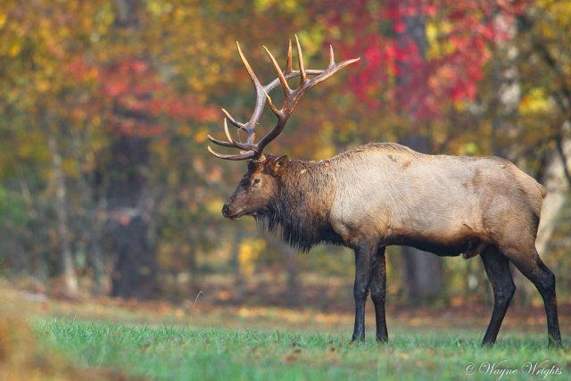 "Elk near the Oconalutee Vistor's Center"