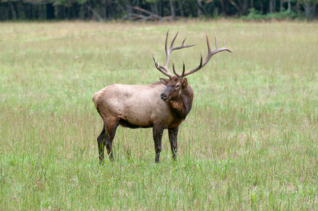 Bull Elk