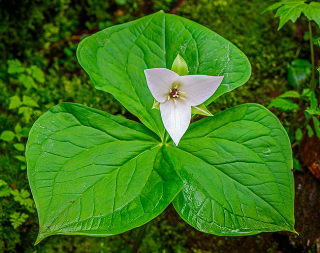 Wild Trillium