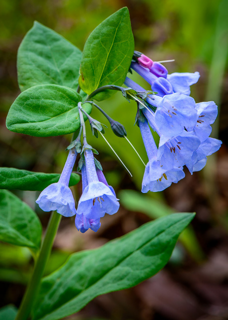 Blue Bells