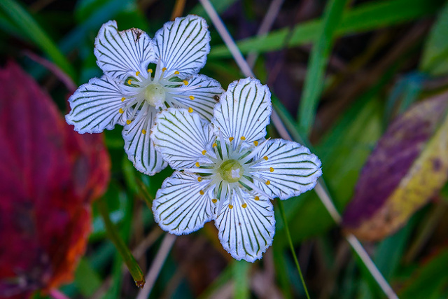 Parnassia Asarifolia