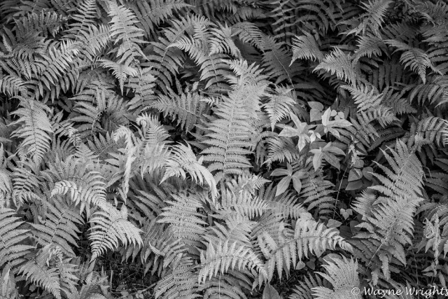 Ferns