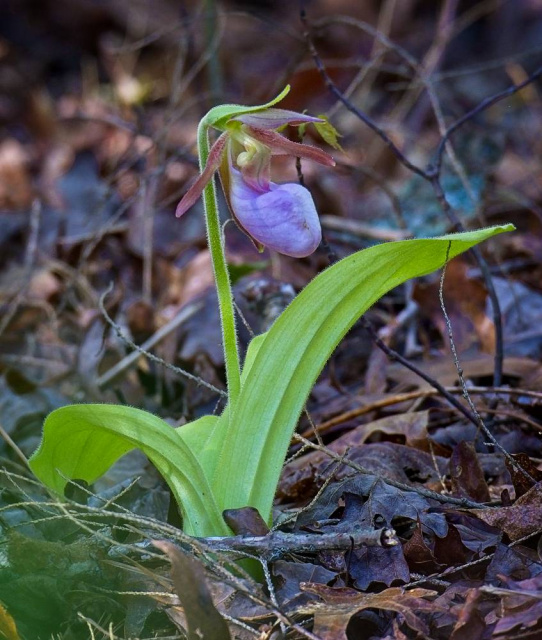 "Pink Lady Slipper"