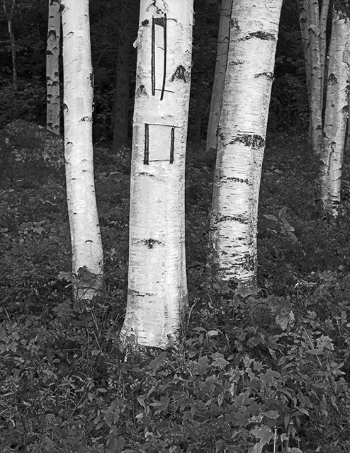 Three Birches