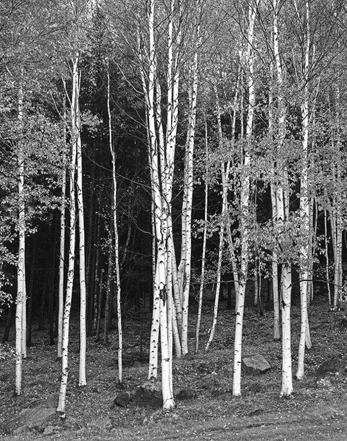 Autumn light on the birches