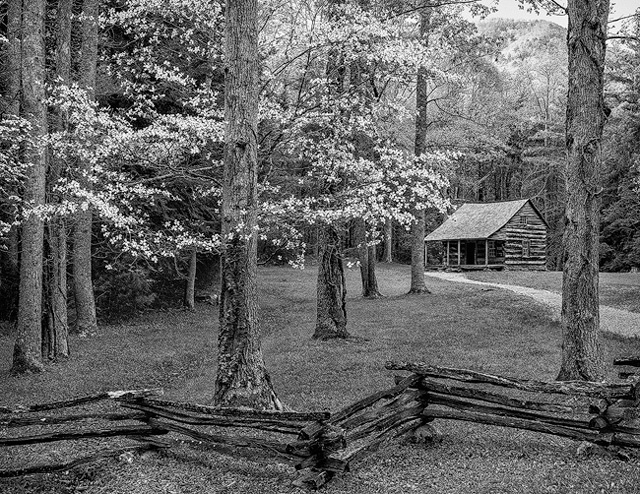"Dogwoods at Carter Shields Cabin"