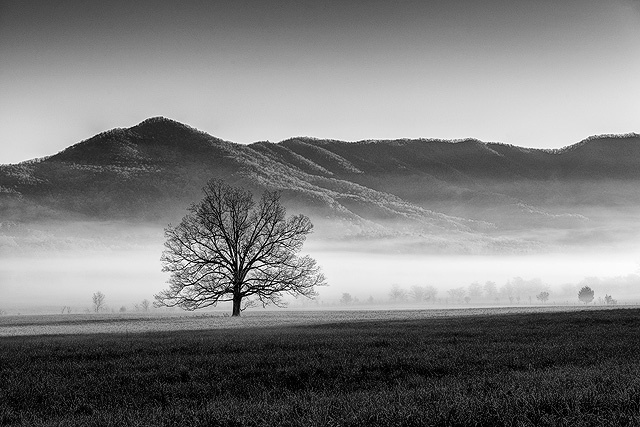 "Morning Fog at the "Tree"