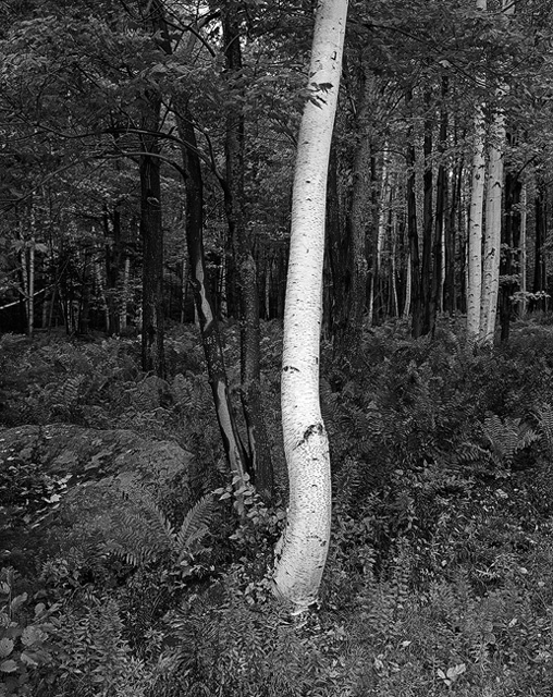 Lonely Birch