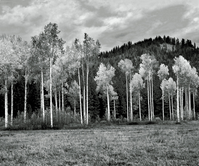 "Birch Trees"