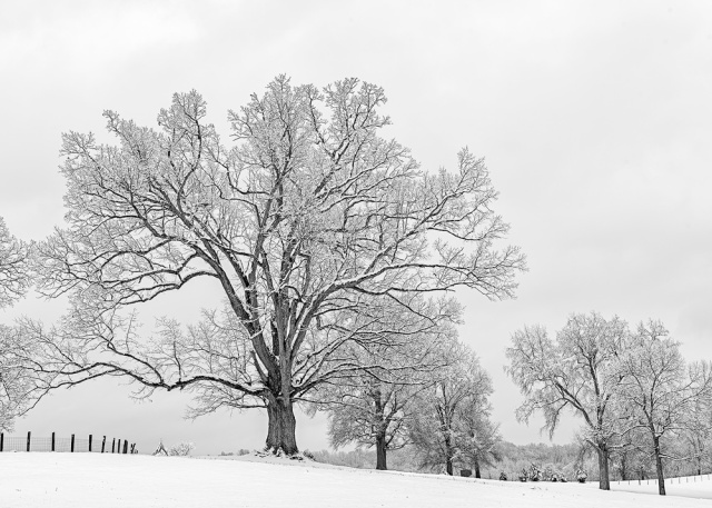 "Country Snow"