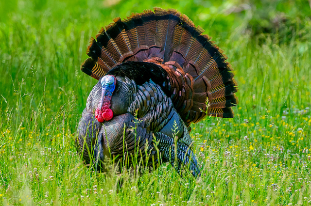 Tom Turkey