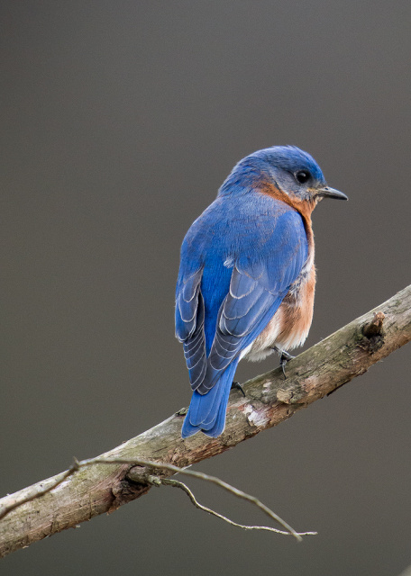 Male Bluebird