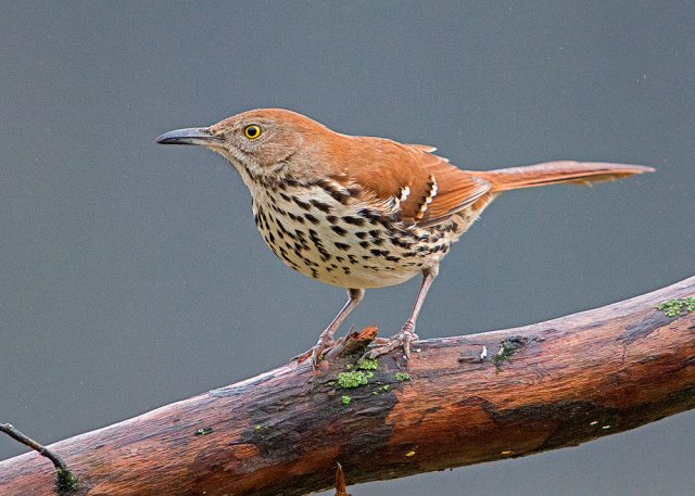 Brown Thrasher