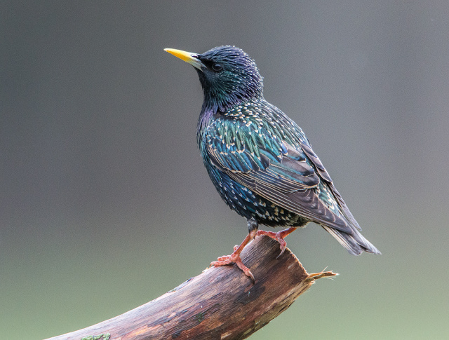 Common Starling