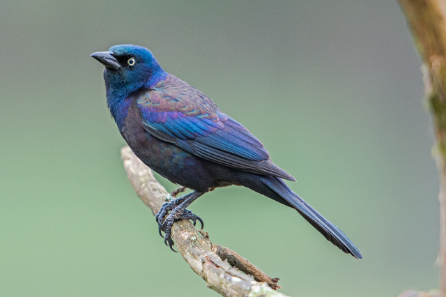 Common Grackle