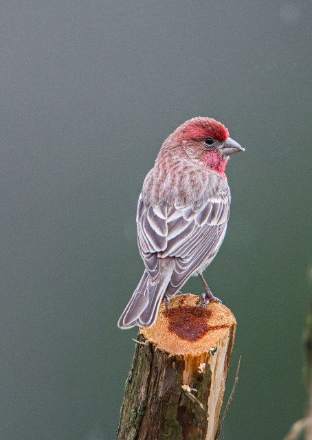 House Finch