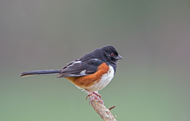 Eastern Towhee