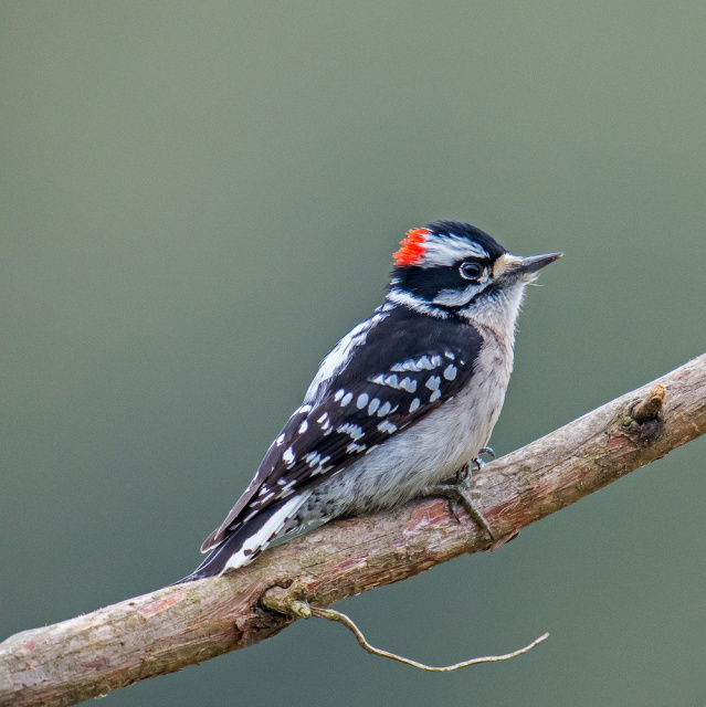 Male Downy Woodpecker