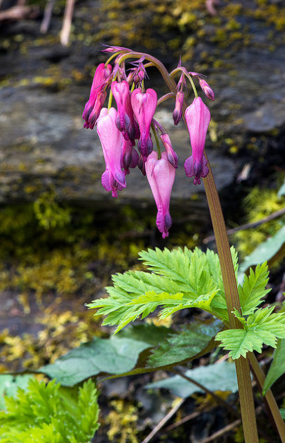 Bleeding Hearts