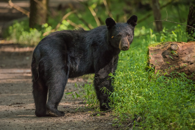 Female Black Bear